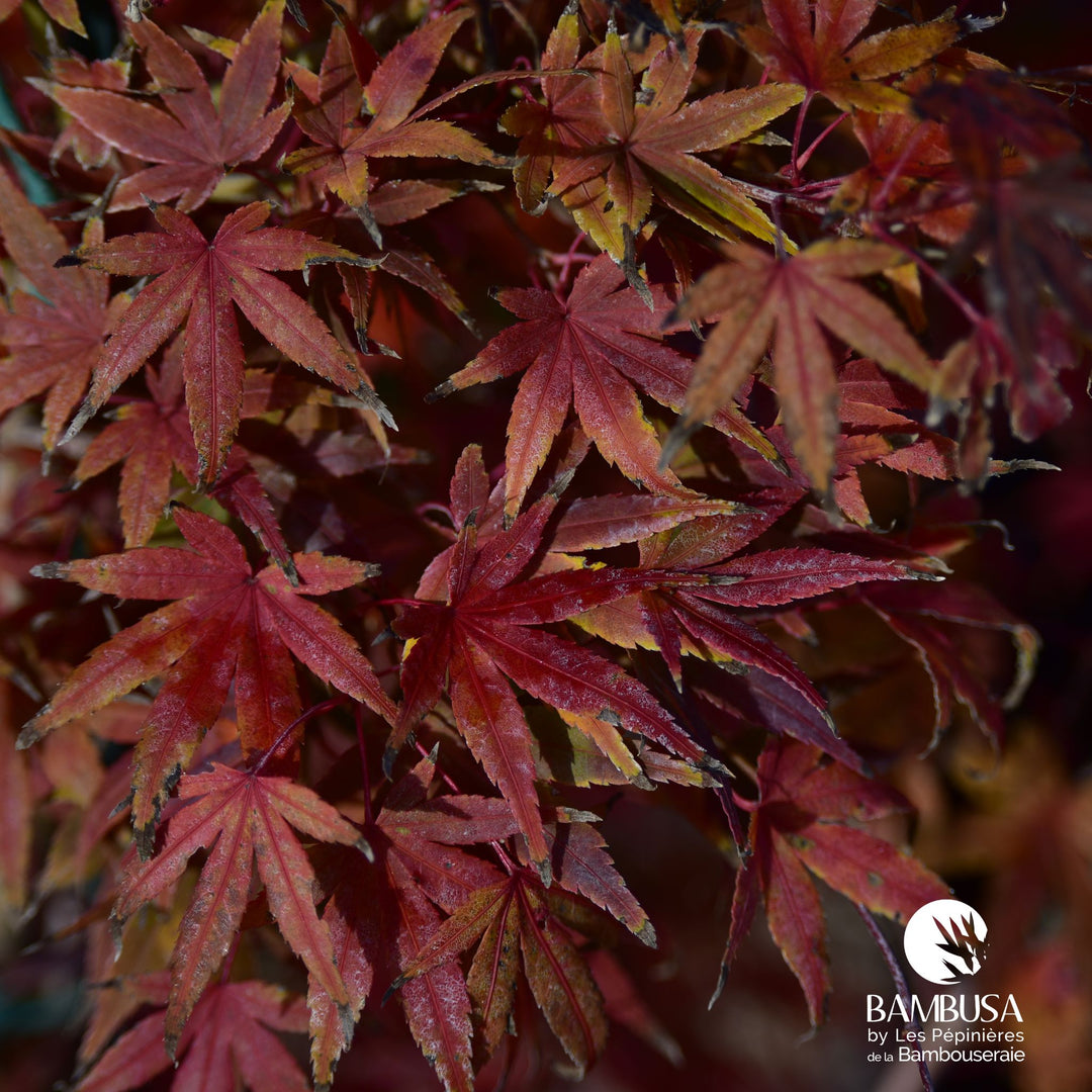 Acer palmatum 'Ryusen' | Érable du Japon 'Ryusen'