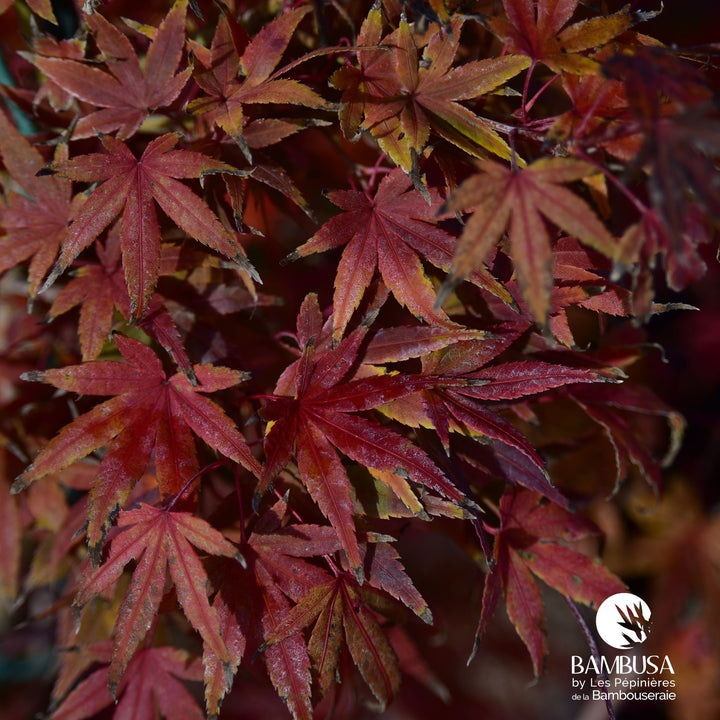 Acer palmatum &