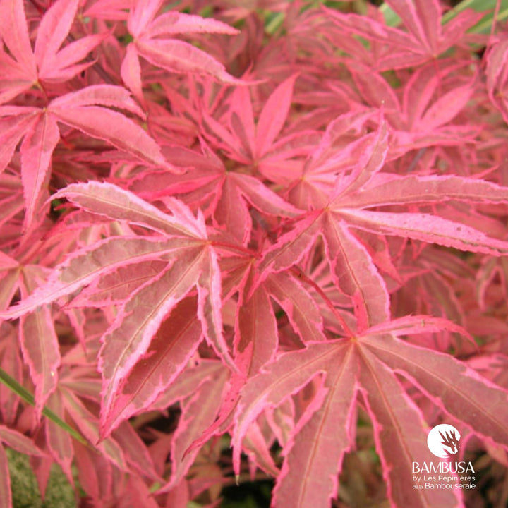 Acer palmatum &