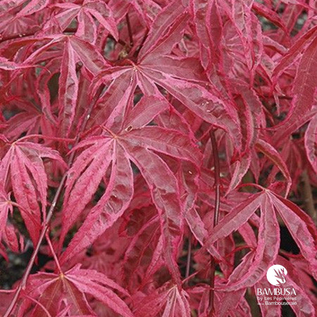Acer palmatum &