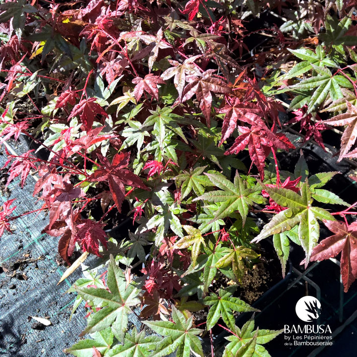 Acer palmatum &