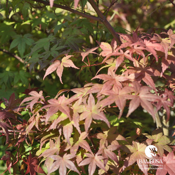 Acer palmatum &