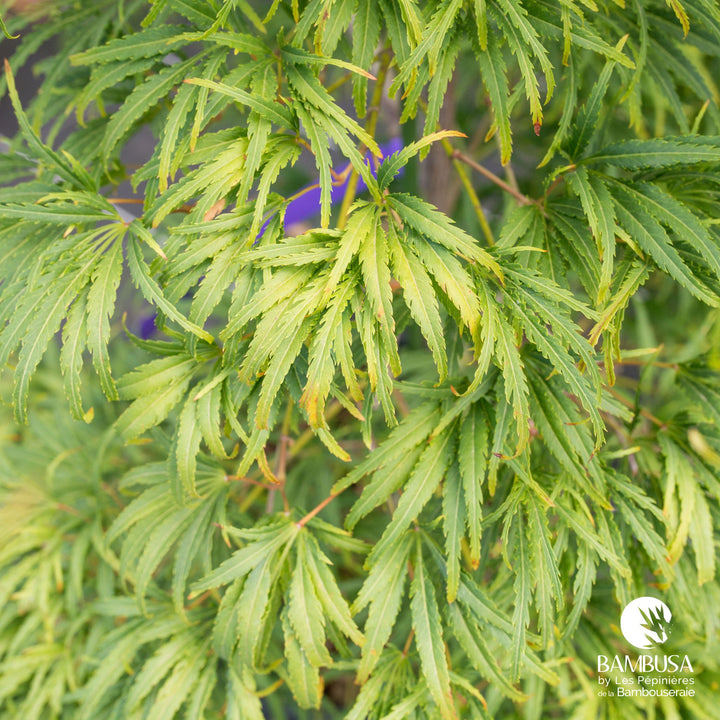 Acer palmatum dissectum &