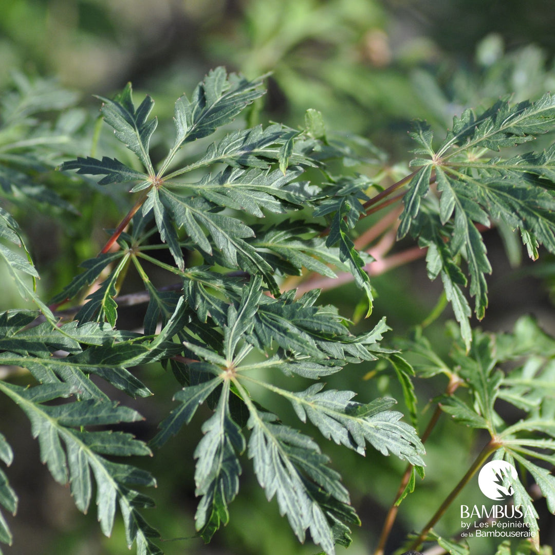 Acer palmatum dissectum &