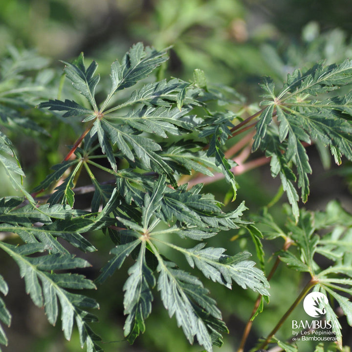 Acer palmatum dissectum &