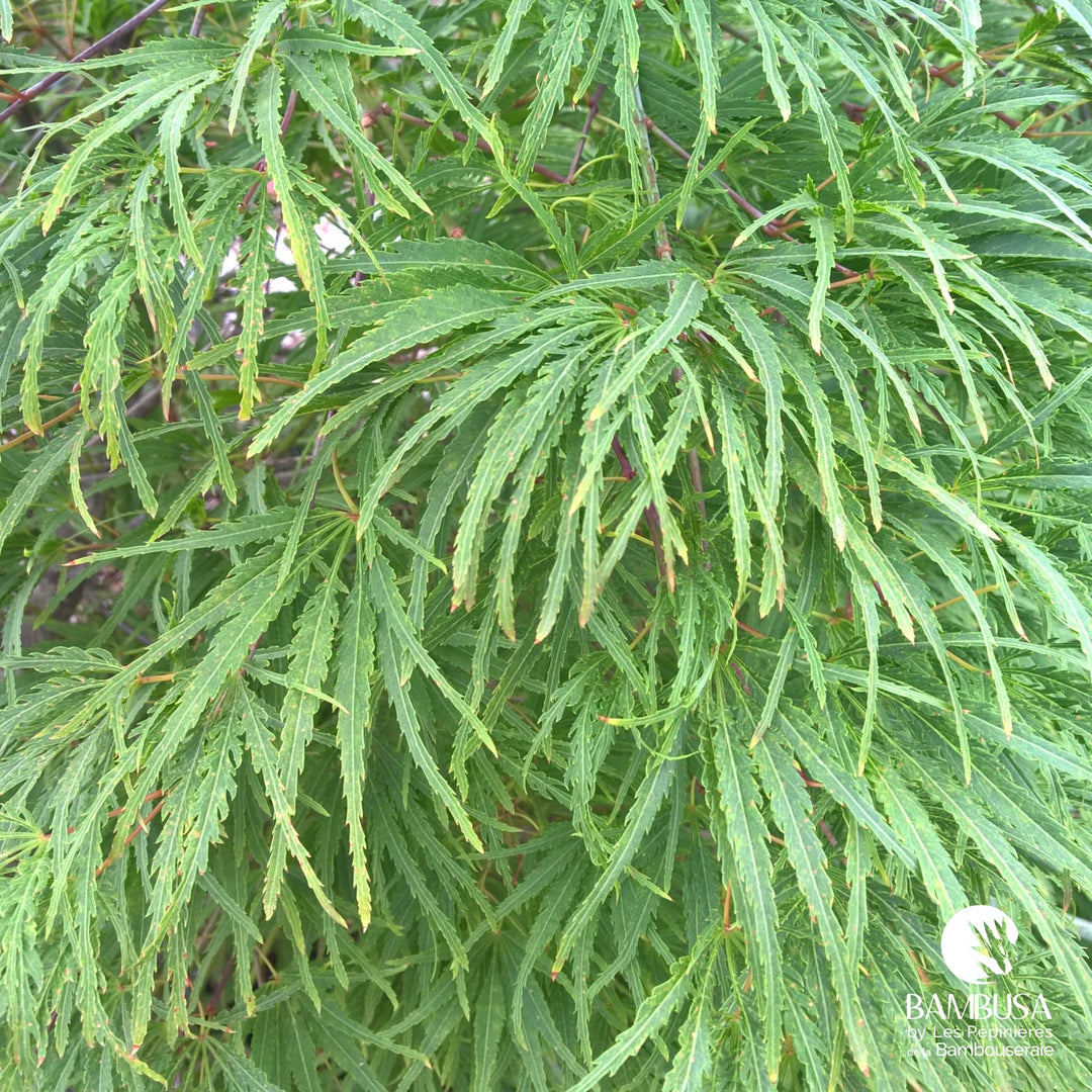Acer palmatum dissectum &