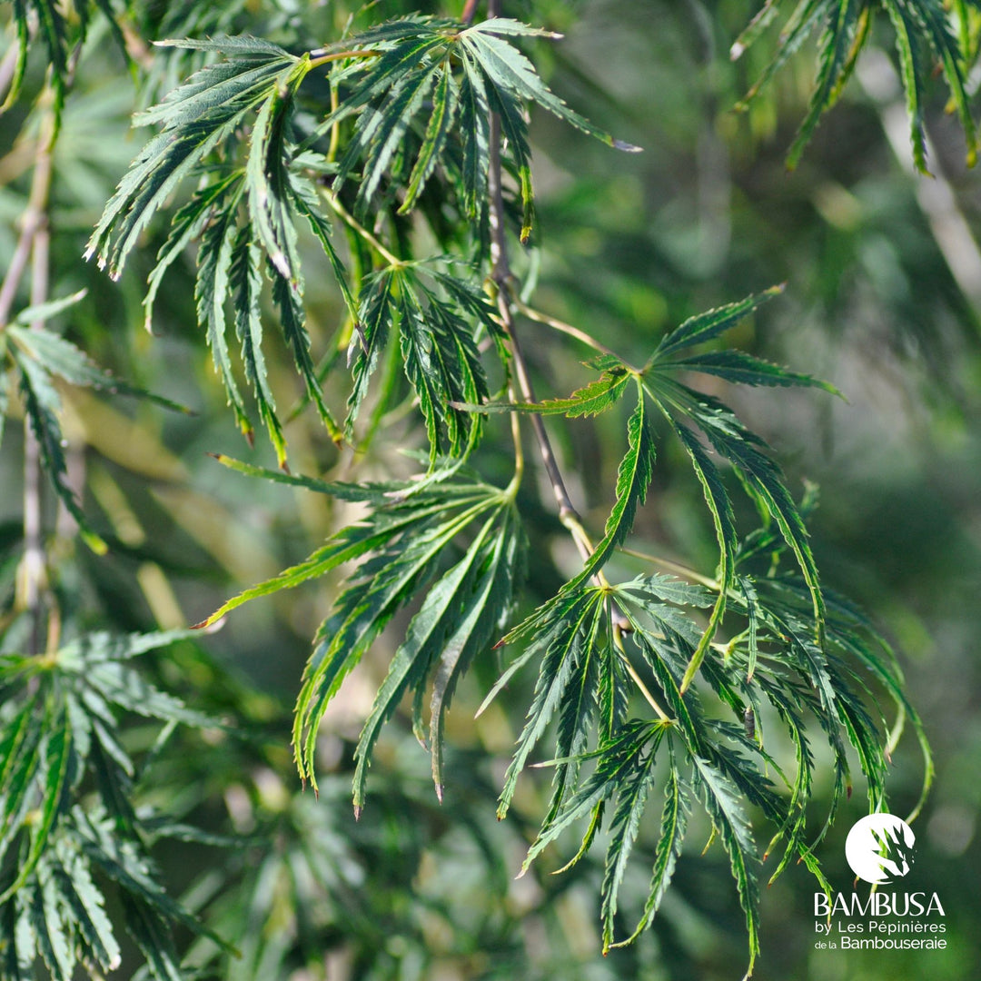 Acer palmatum dissectum &