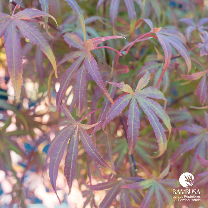 Acer palmatum dissectum &
