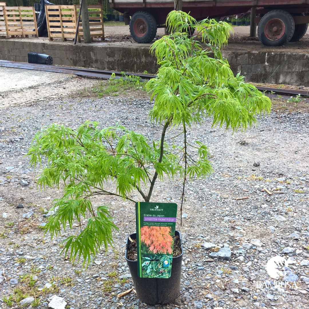Acer palmatum dissectum &