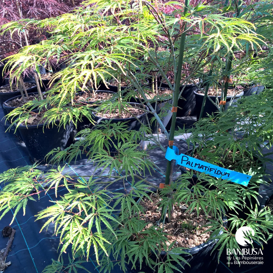 Acer palmatum dissectum &