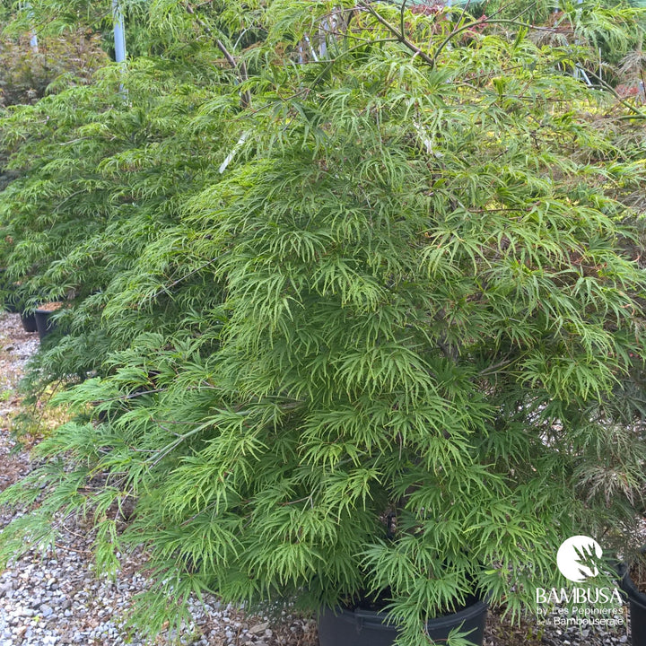 Acer palmatum dissectum &
