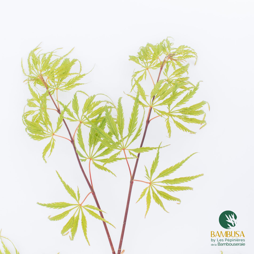 Acer palmatum dissectum &