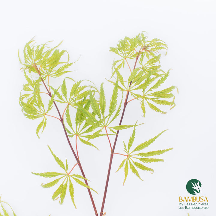 Acer palmatum dissectum &