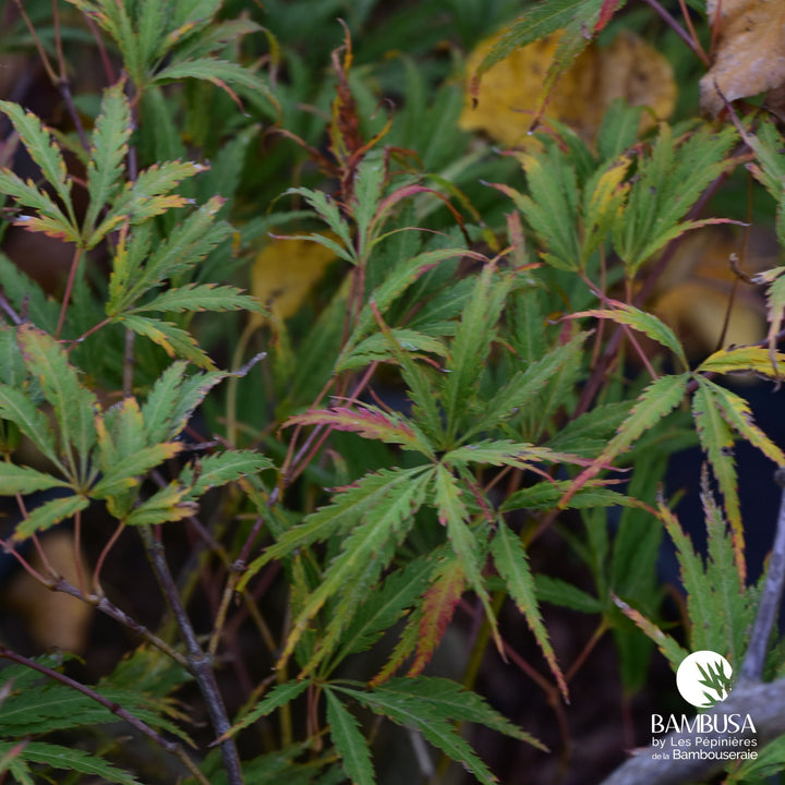 Acer palmatum dissectum &