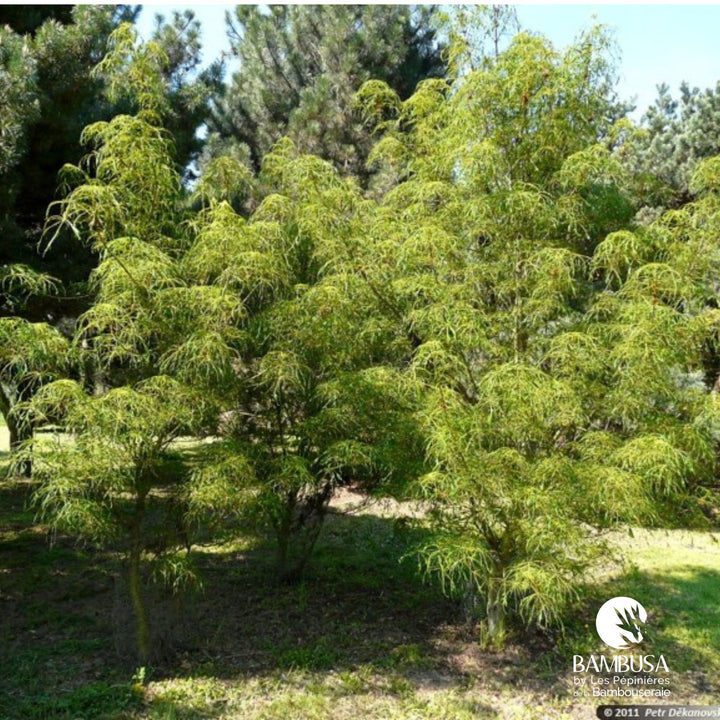 Aesculus hippocastanum &