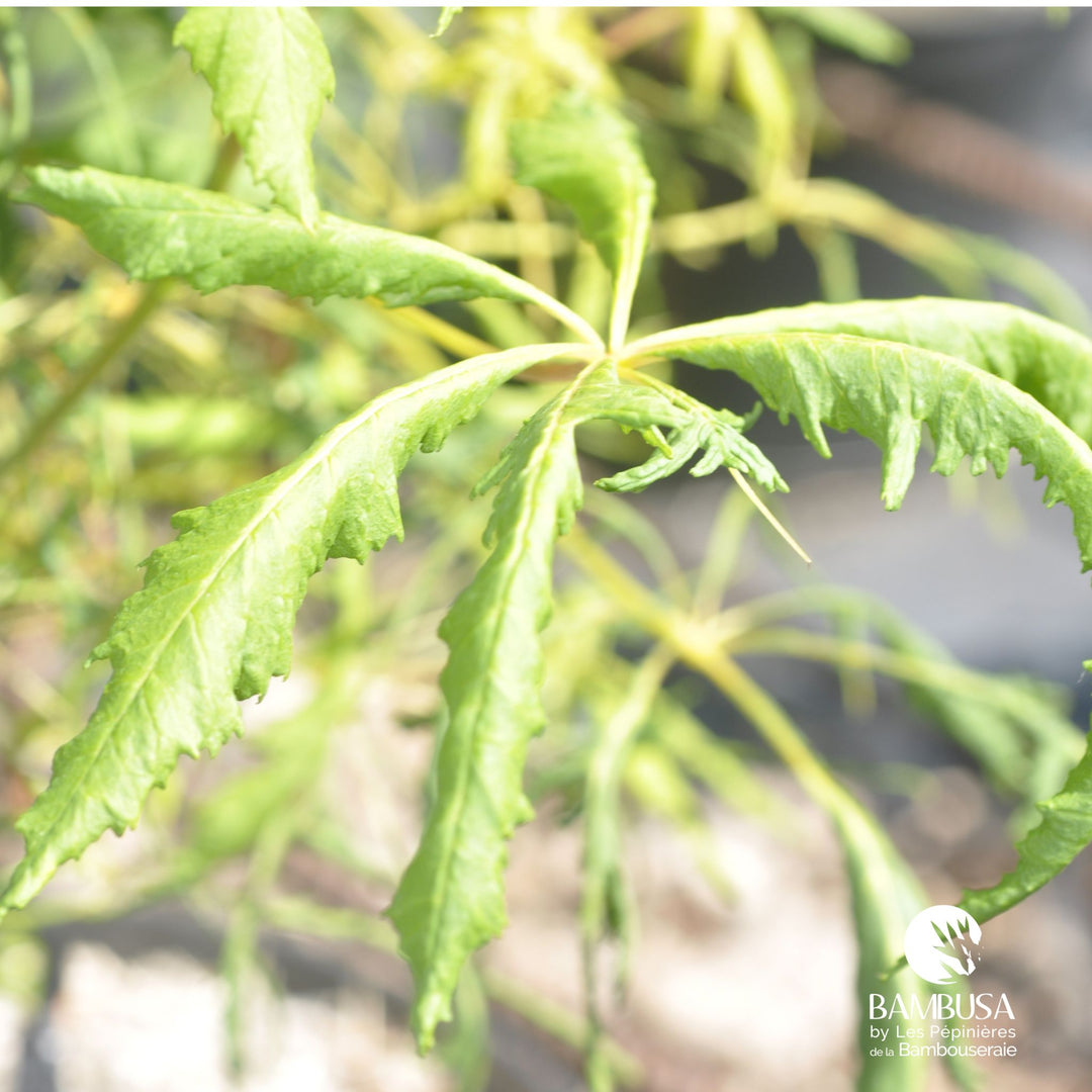 Aesculus hippocastanum &