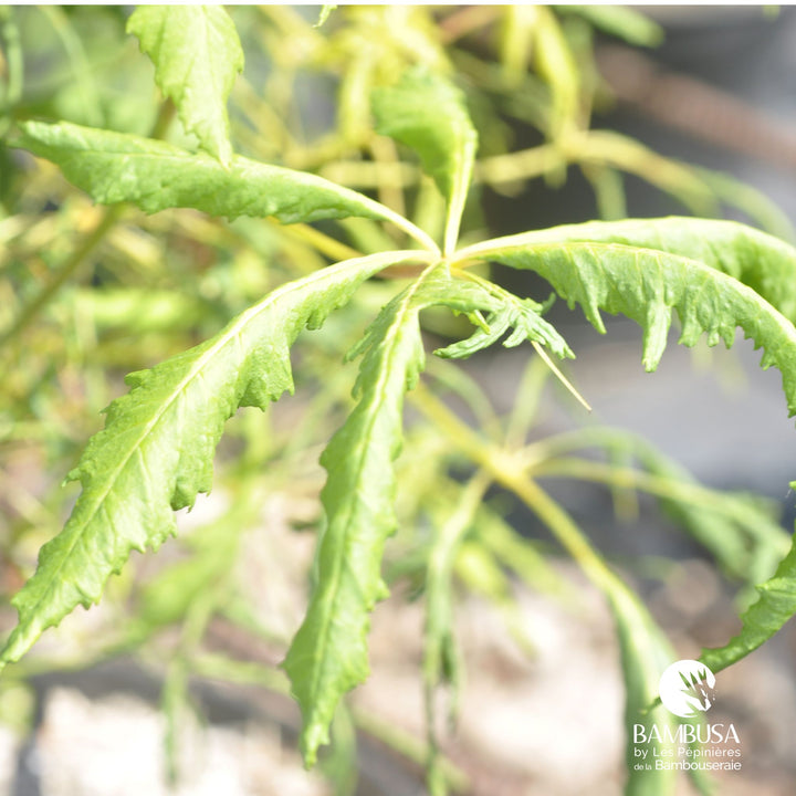 Aesculus hippocastanum &