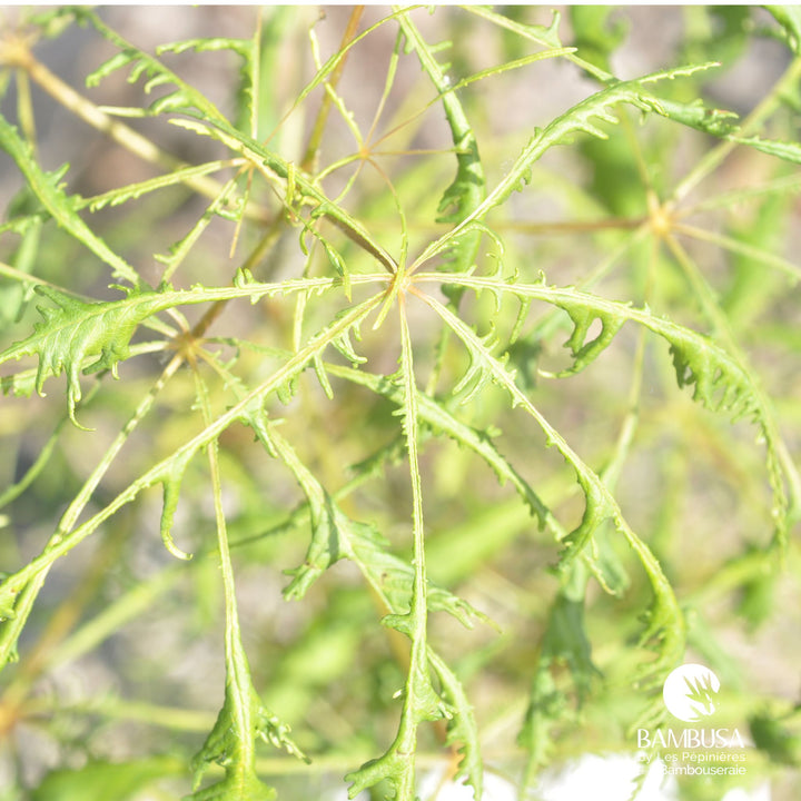 Aesculus hippocastanum &