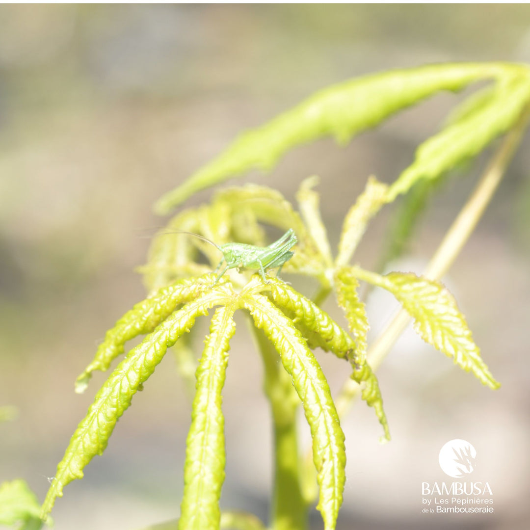 Aesculus hippocastanum &