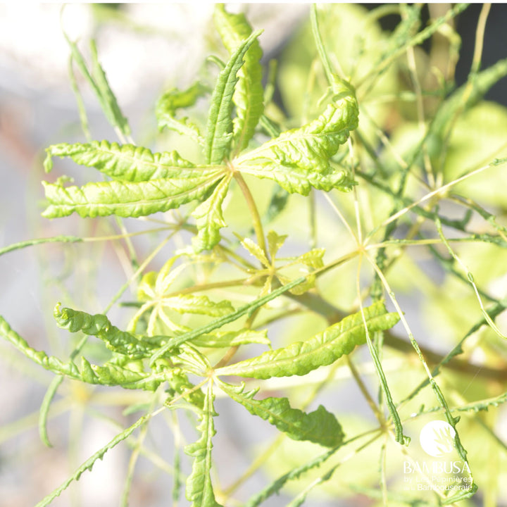 Aesculus hippocastanum &