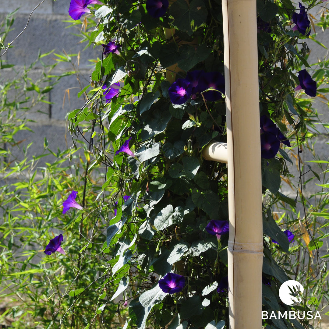 Arche de jardin &