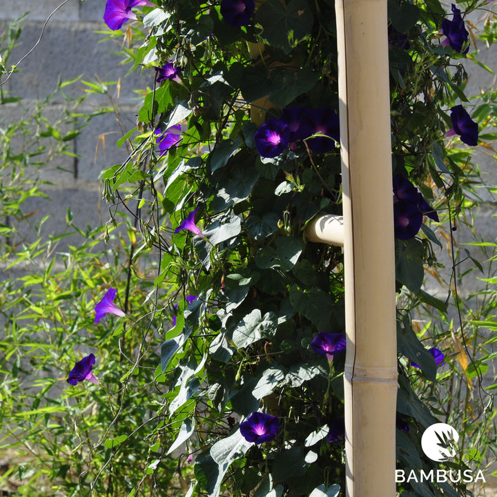 Arche de jardin &