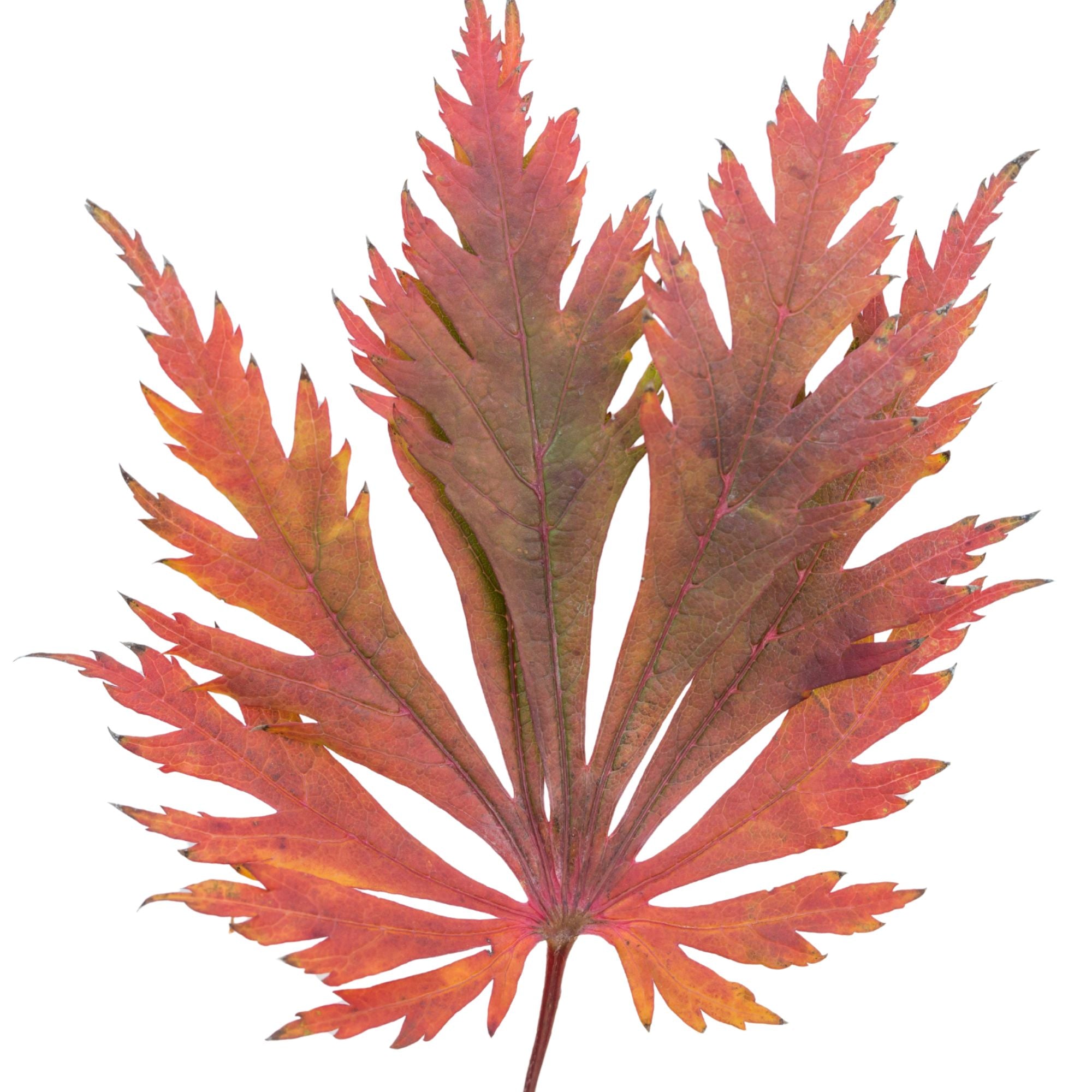 Feuille d'érable du Japon finement découpée, rouge orangé, sur fond blanc