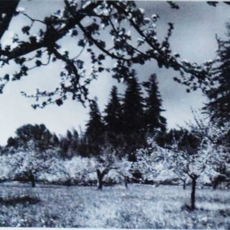 Photographie d'archive en noir et blanc d'une jeune plantation de conifères au domaine