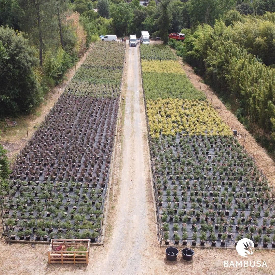 Longue allée centrale entre les planches de plants en conteneurs