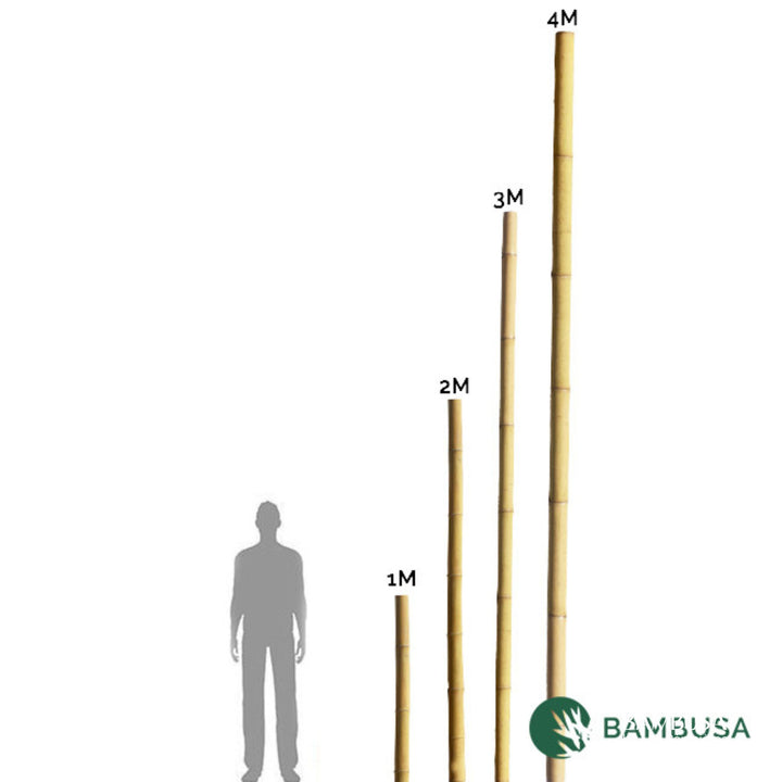 Canne de bambou géant Barbatus (Dendrocalamus)