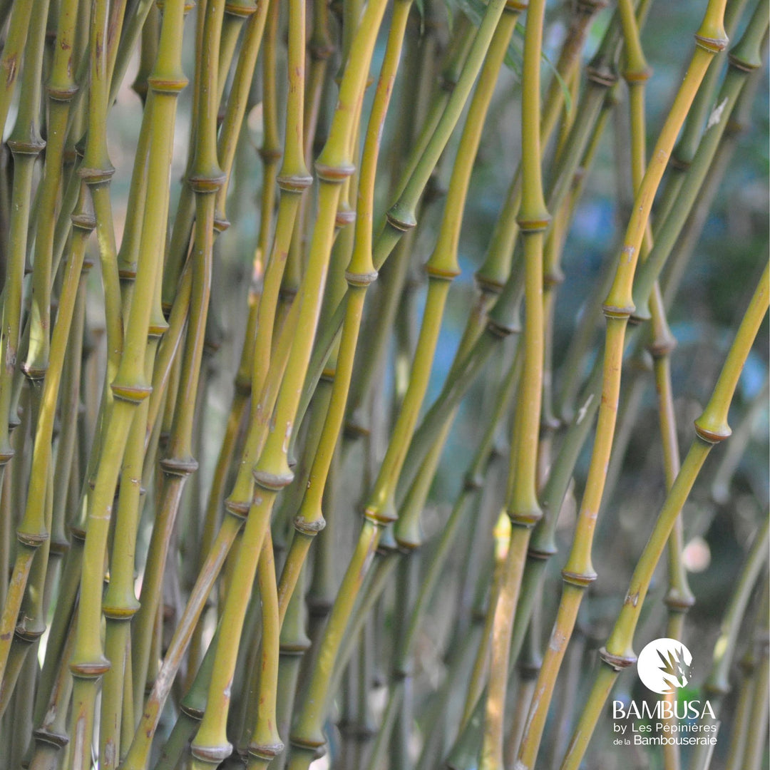 Bambou à nœuds renflés pour jardin japonais