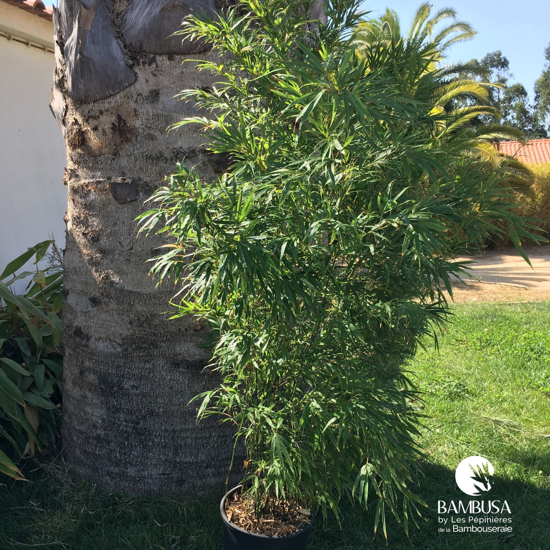 Bambou à nœuds renflés en pot, livré prêt à planter