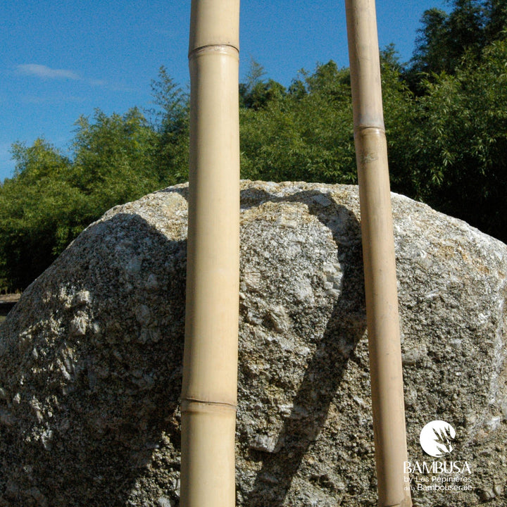 Canne de bambou sèche claire