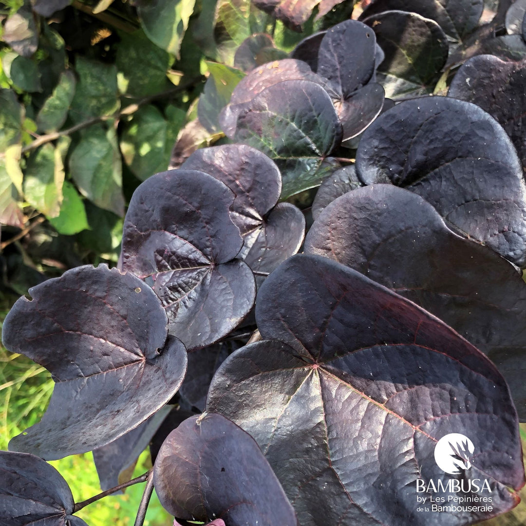 Feuillage pourpre presque noir du Cercis canadensis 'Ace of Spades'