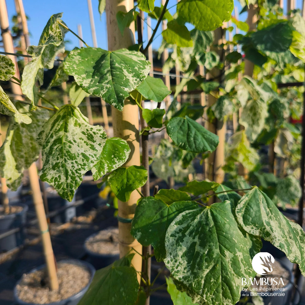 Détail d'une feuille éclaboussée de blanc de l'arbre de Judée 'Alley Cat'