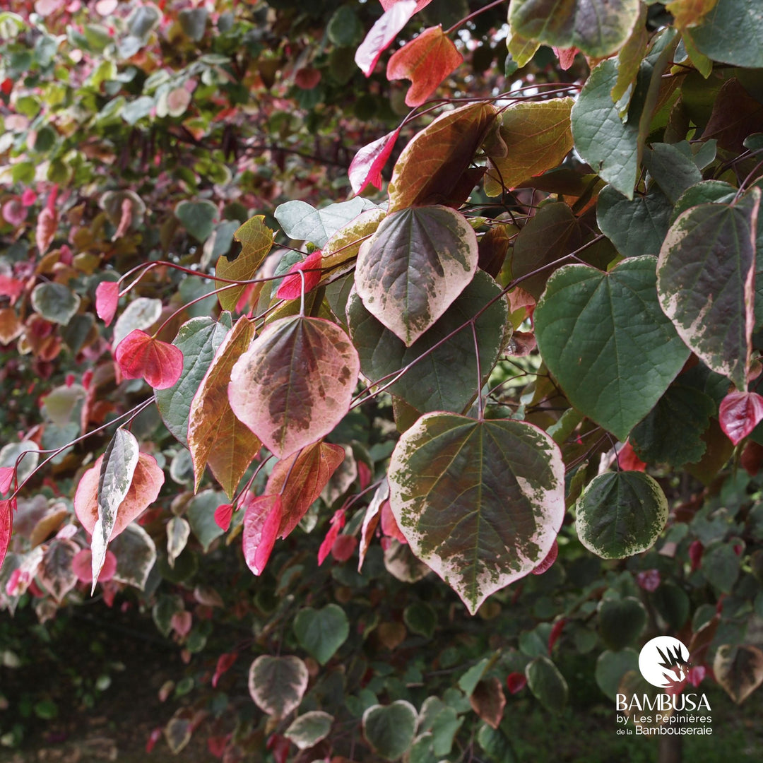 Feuillage rose, bronze et vert du Cercis canadensis 'Carolina Sweetheart'
