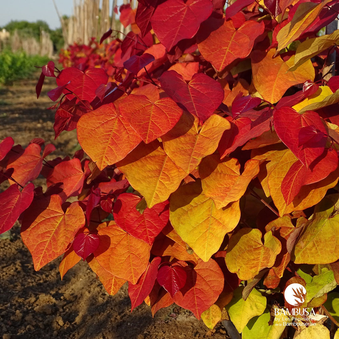 Feuillage rouge et orange flamboyant du Cercis canadensis 'Eternal Flame'