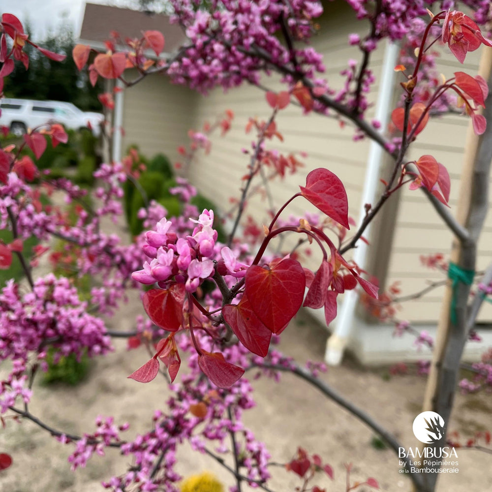 Floraison rose de l'arbre de Judée 'Eternal Flame' au printemps