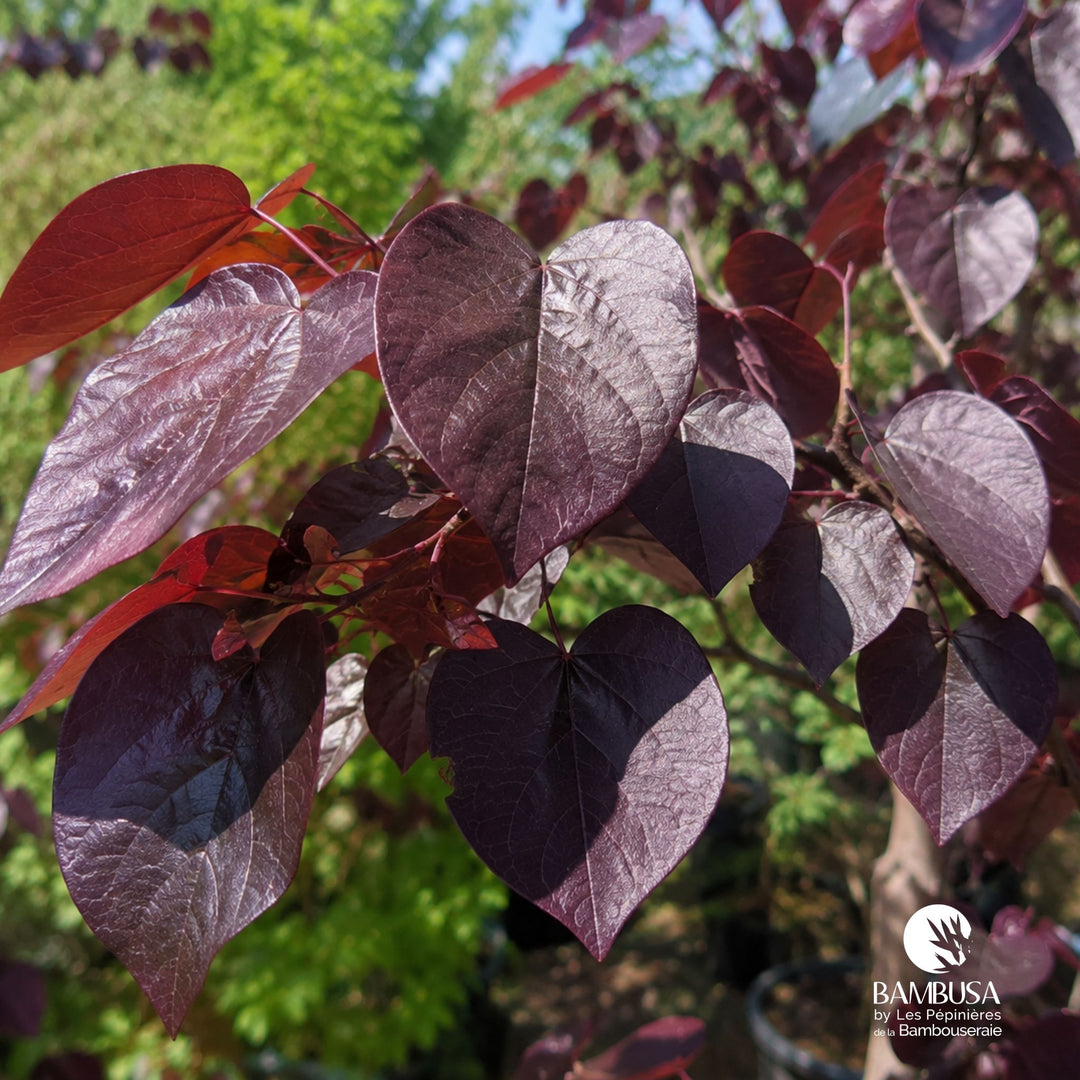 Grandes feuilles en cœur pourpre du Cercis canadensis 'Forest Pansy'