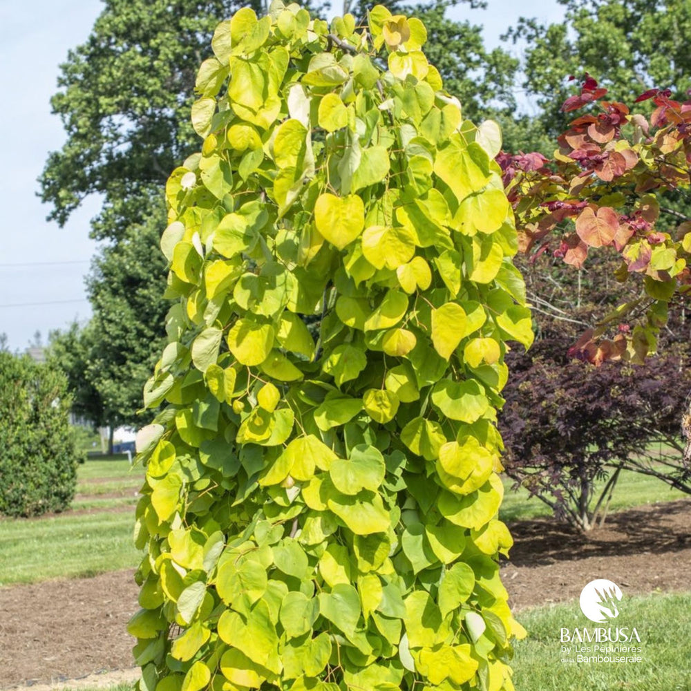 Arbre de Judée 'Golden Falls' aux branches retombantes jaune vert