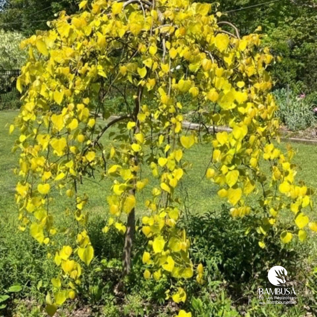Port pleureur et feuillage doré du Cercis canadensis 'Golden Falls'