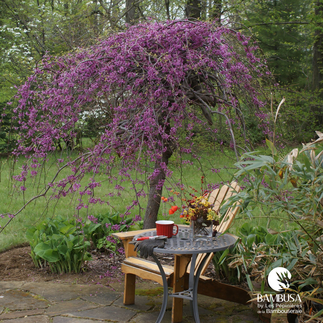 Arbre de Judée 'Lavender Twist Covey' en fleurs dans un jardin