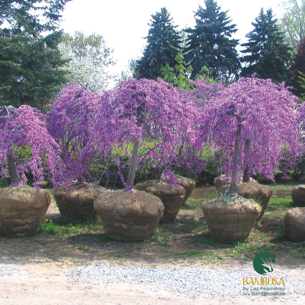 Sujets de Cercis 'Lavender Twist Covey' en motte, en fleurs à la pépinière