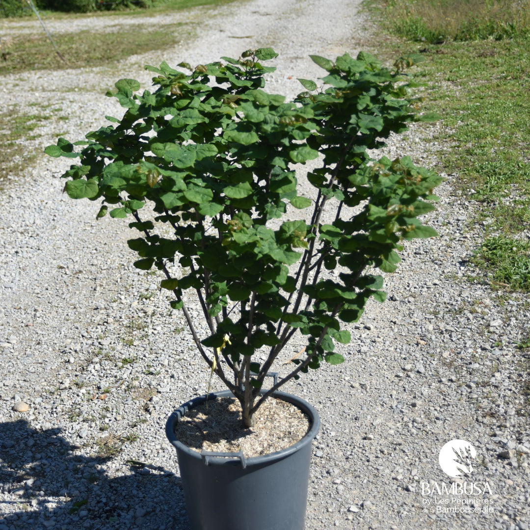 Cercis canadensis &
