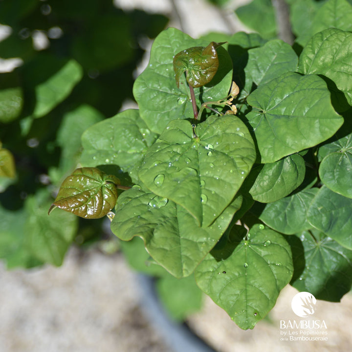 Cercis canadensis &