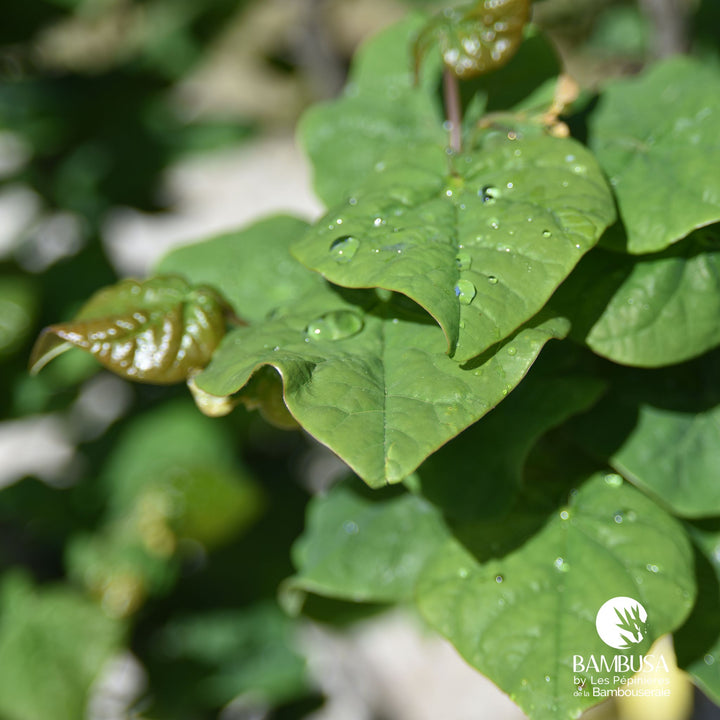 Cercis canadensis &