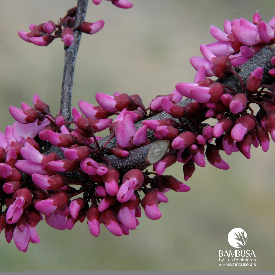 Cercis canadensis 'Merlot' | Arbre de Judée 'Merlot'