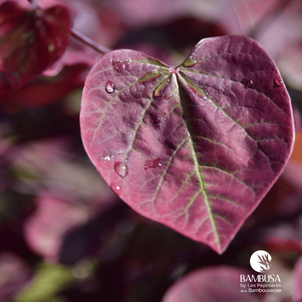 Cercis canadensis 'Merlot' — hauteur adulte : 2,5 à 5 m