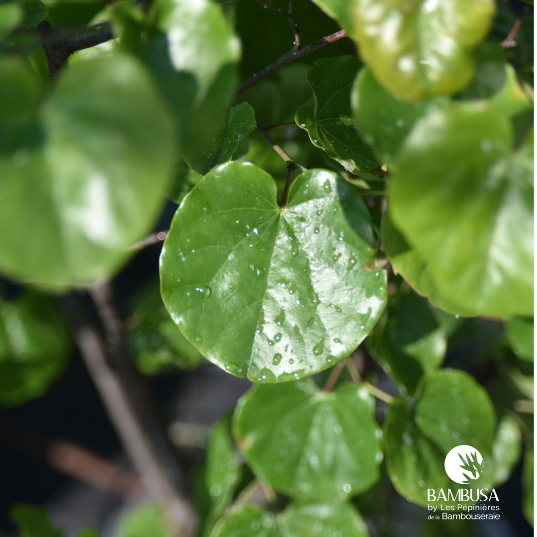 Cercis canadensis &