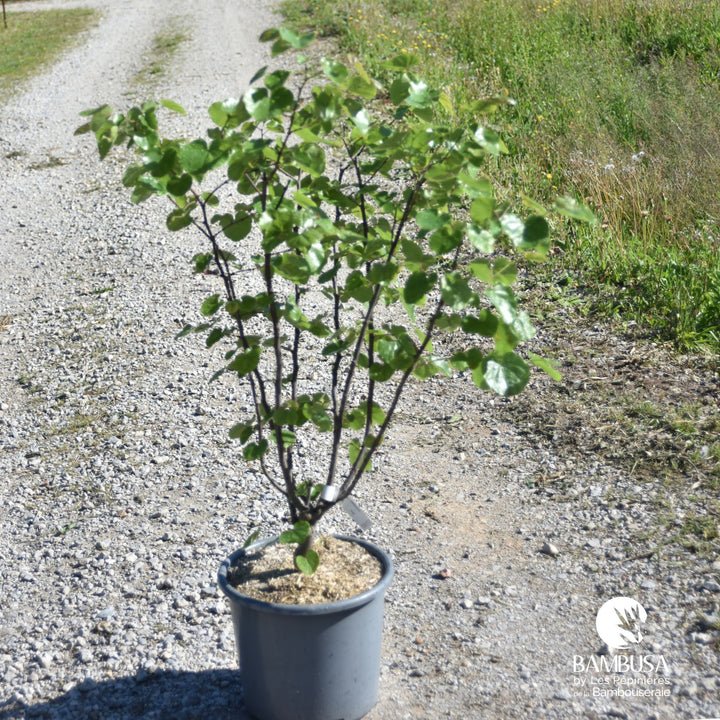 Cercis canadensis &